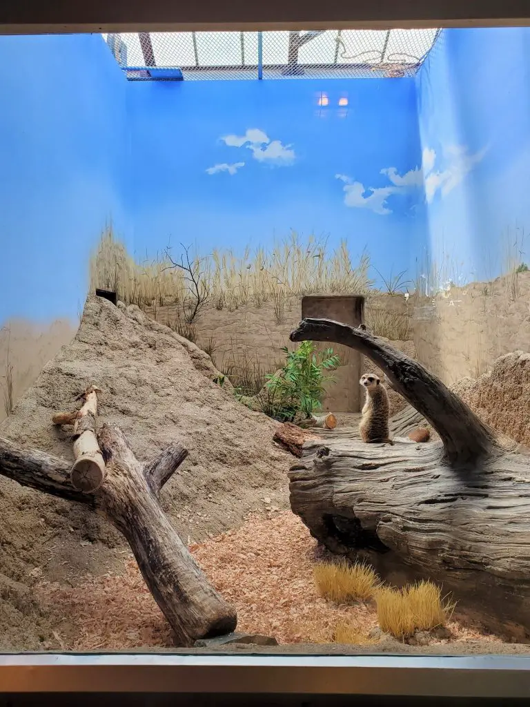 Meerkat at Woodland Park Zoo